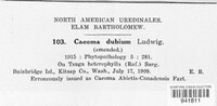 Caeoma dubium image